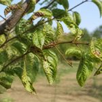 Abricotier malade : causes, symptômes et solutions au jardin