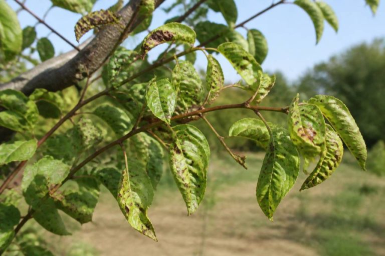 Abricotier malade : causes, symptômes et solutions au jardin
