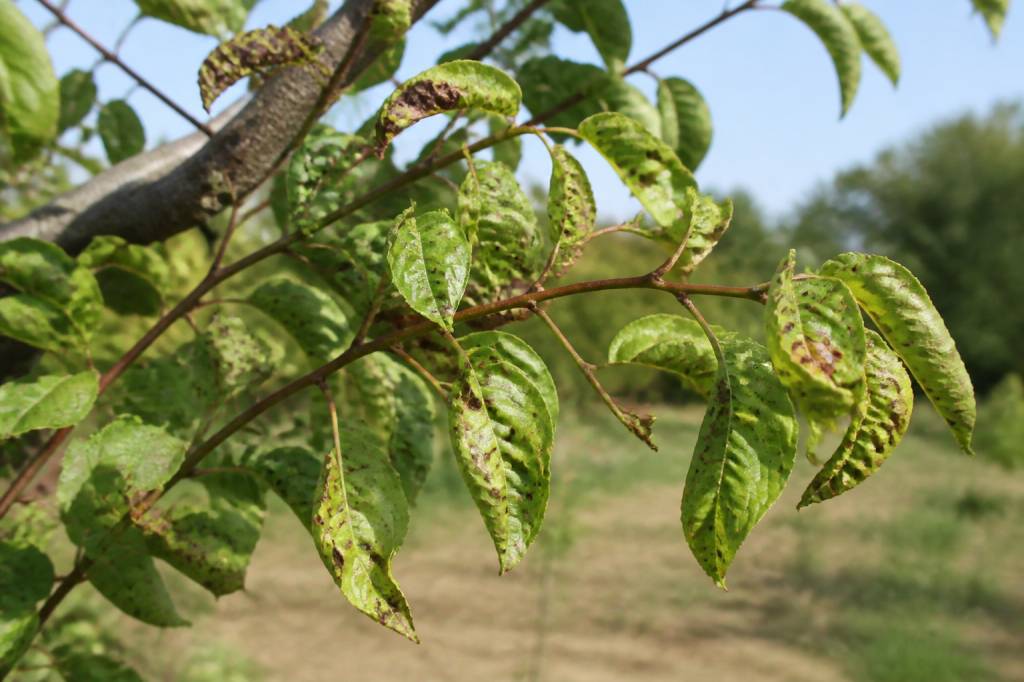 Abricotier malade : causes, symptômes et solutions au jardin
