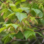 Acer davidii : culture et entretien au jardin