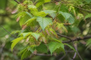 Acer davidii : culture et entretien au jardin