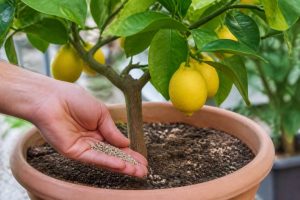 Utiliser un engrais en granulés pour fertiliser citronnier : dosage, période et conseils pour des fruits de qualité