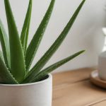 Aloe vera plante gel : usages et bienfaits au jardin et à la maison