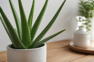 Aloe vera plante gel : usages et bienfaits au jardin et à la maison