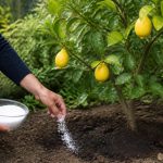 Comment acidifier le sol pour cultiver les citronniers et agrumes en France