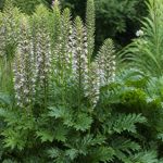 Acanthe exposition idéale pour une belle croissance au jardin
