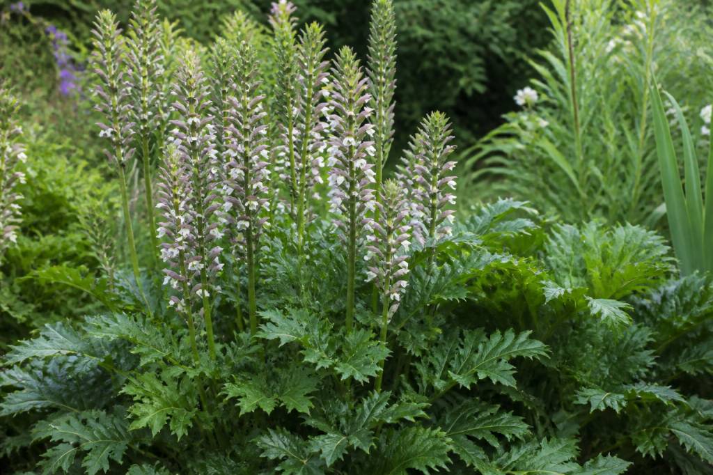 Acanthe exposition idéale pour une belle croissance au jardin