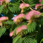 Acacias dealbata au jardin : culture et entretien