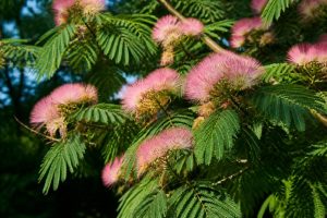 Acacias dealbata au jardin : culture et entretien