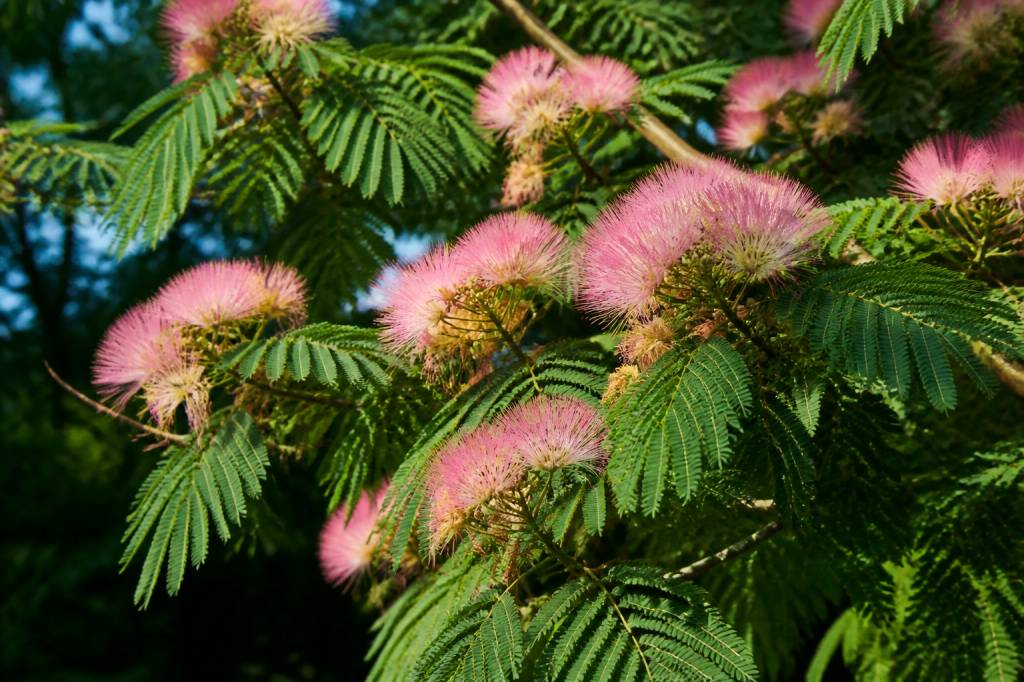 Acacias dealbata au jardin : culture et entretien