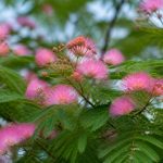 Acacias rose : plantation et entretien au jardin