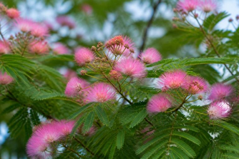Acacias rose : plantation et entretien au jardin