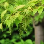 Acer capillipes : culture, taille et entretien au jardin