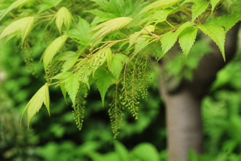 Acer capillipes : culture, taille et entretien au jardin