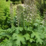 Acanthus mollis : culture, entretien et plantation au jardin
