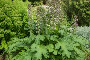 Acanthus mollis : culture, entretien et plantation au jardin