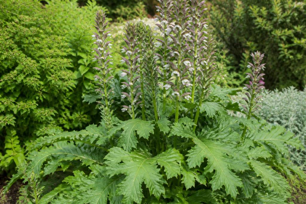 Acanthus mollis : culture, entretien et plantation au jardin