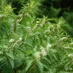 Abeliophyllum distichum : culture et entretien au jardin