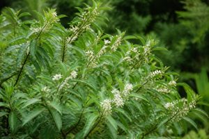 Abeliophyllum distichum : culture et entretien au jardin