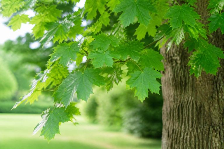 Acer platanoides : comment le cultiver au jardin en France