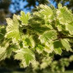 Acer campestre carnival : culture et entretien au jardin