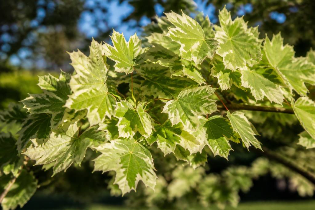 Acer campestre carnival : culture et entretien au jardin