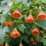 Abutilon pictum : culture, entretien et floraison au jardin