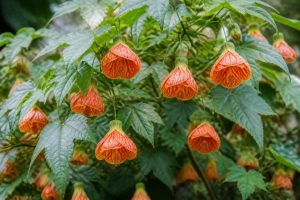 Abutilon pictum : culture, entretien et floraison au jardin