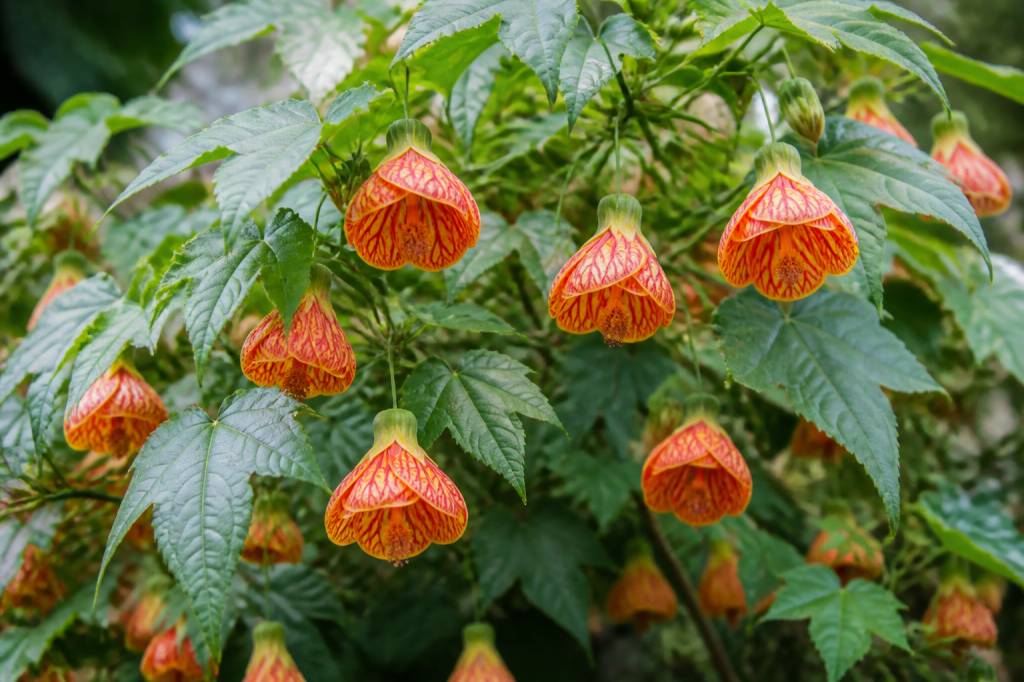 Abutilon pictum : culture, entretien et floraison au jardin