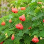 Abutilon entretien : conseils pour une floraison abondante au jardin