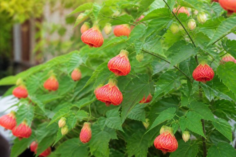 Abutilon entretien : conseils pour une floraison abondante au jardin