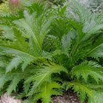Acanthus spinosus : culture et entretien au jardin
