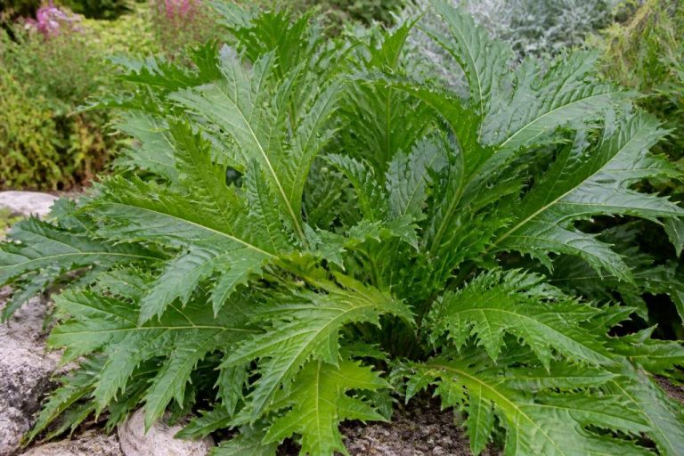 Acanthus spinosus : culture et entretien au jardin