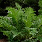 Acanthus : culture, plantation et entretien au jardin
