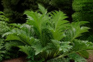 Acanthus : culture, plantation et entretien au jardin