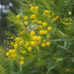 Acacia boormanii : culture, plantation et entretien au jardin