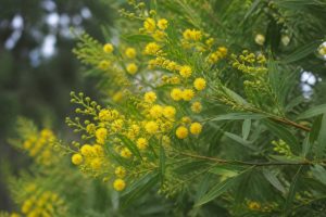 Acacia boormanii : culture, plantation et entretien au jardin