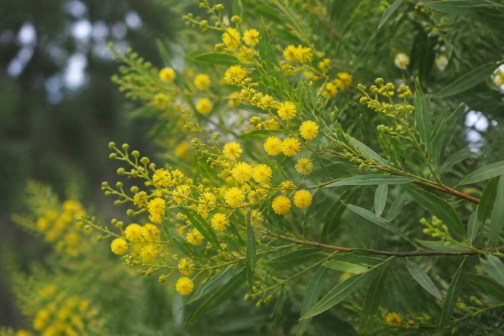 Acacia boormanii : culture, plantation et entretien au jardin