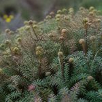 Acaena : culture et entretien au jardin