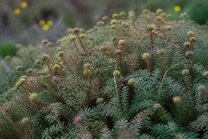 Acaena : culture et entretien au jardin