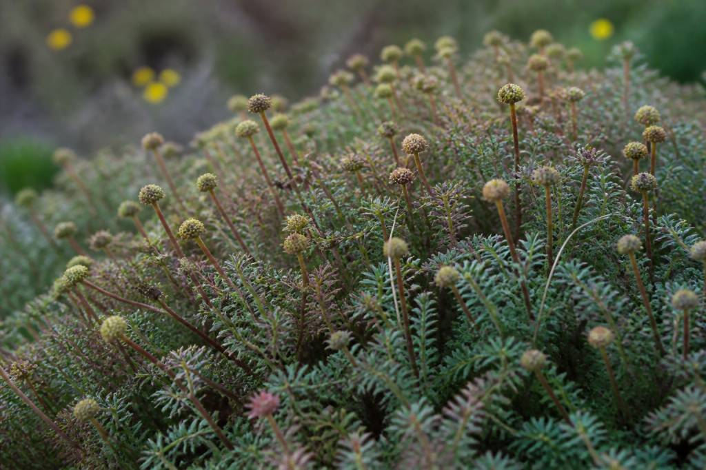 Acaena : culture et entretien au jardin