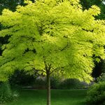 Acer platanoides princeton gold au jardin
