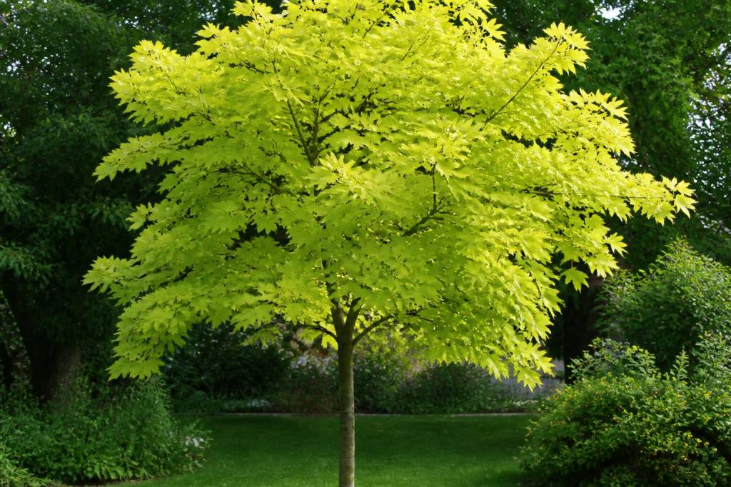 Acer platanoides princeton gold au jardin