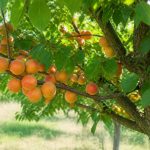 Abricotier roussillon : culture, plantation et entretien au jardin
