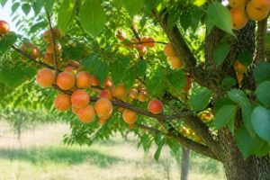 Abricotier roussillon : culture, plantation et entretien au jardin