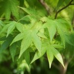 Acer buergerianum : culture, taille et entretien au jardin
