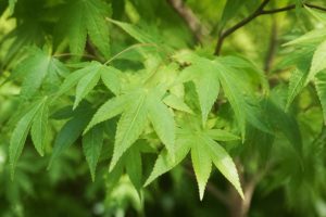Acer buergerianum : culture, taille et entretien au jardin