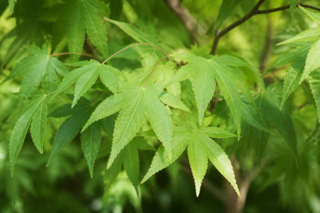 Acer buergerianum : culture, taille et entretien au jardin