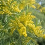 Acacia retinodes : culture, entretien et atouts au jardin