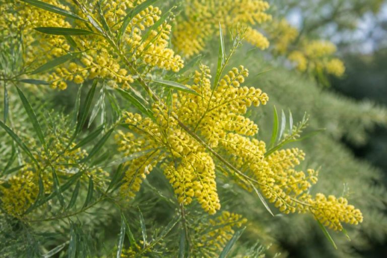 Acacia retinodes : culture, entretien et atouts au jardin